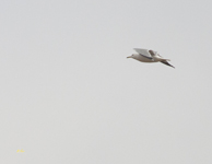 Ring billed Gull 7306